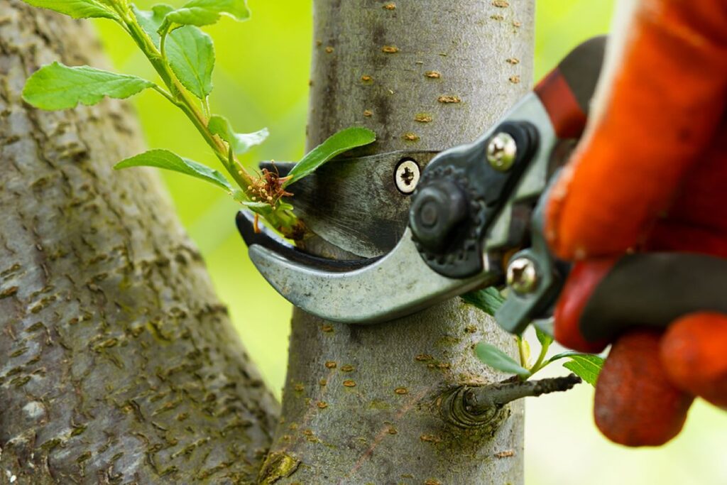 hedge pruning services near me