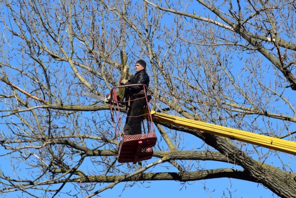 free hedge trimming estimate
